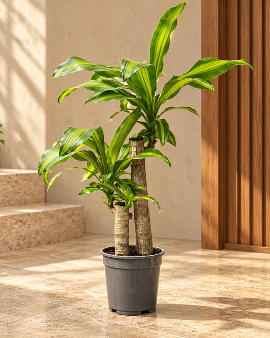 Dracaena Massangeana (Cornstalk Plant)