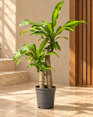 Dracaena Massangeana (Cornstalk Plant)