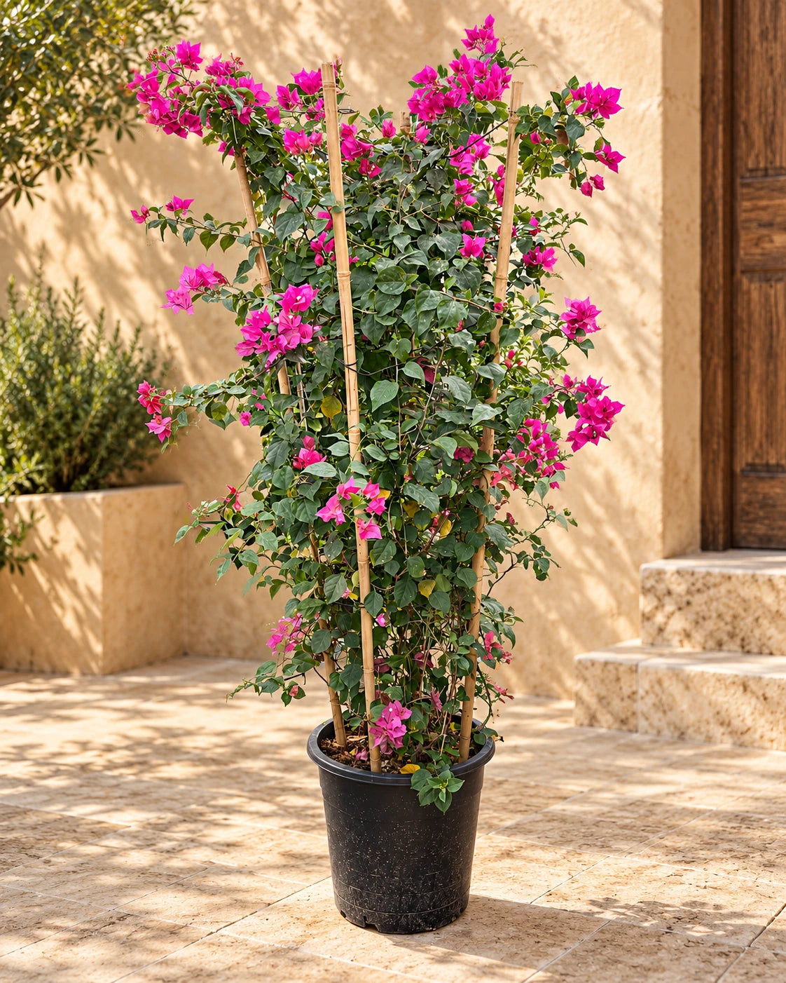 Bougainvillea