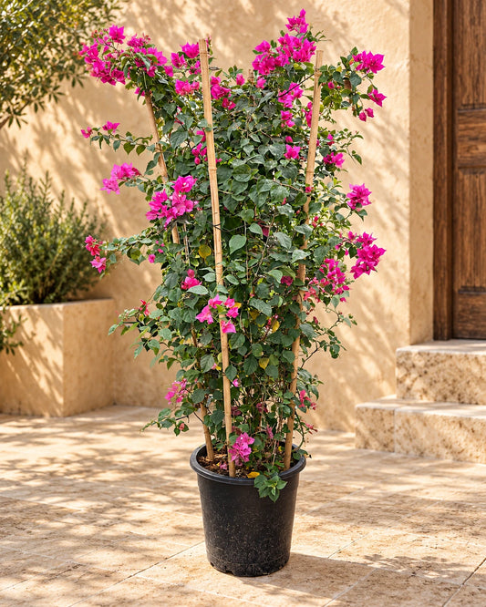 Bougainvillea