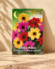 Dahlia | Seeds