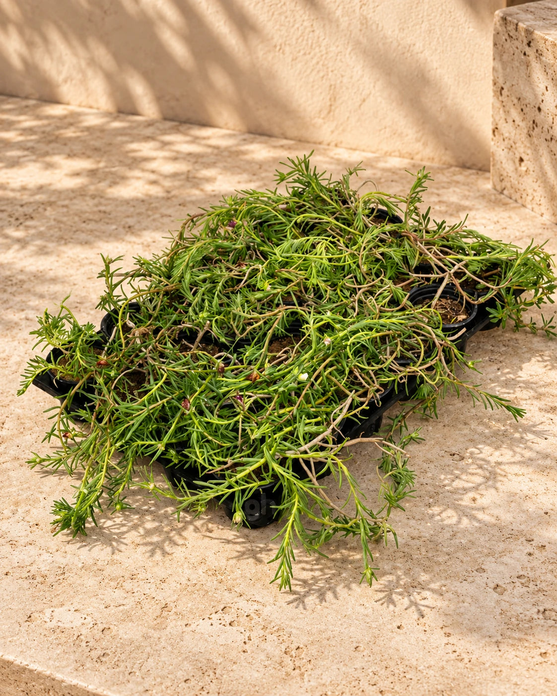 Portulaca Grandiflora ( Rose Moss )