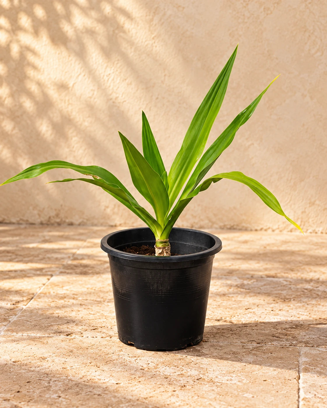 Crinum Asiaticumb(Spider Lily)