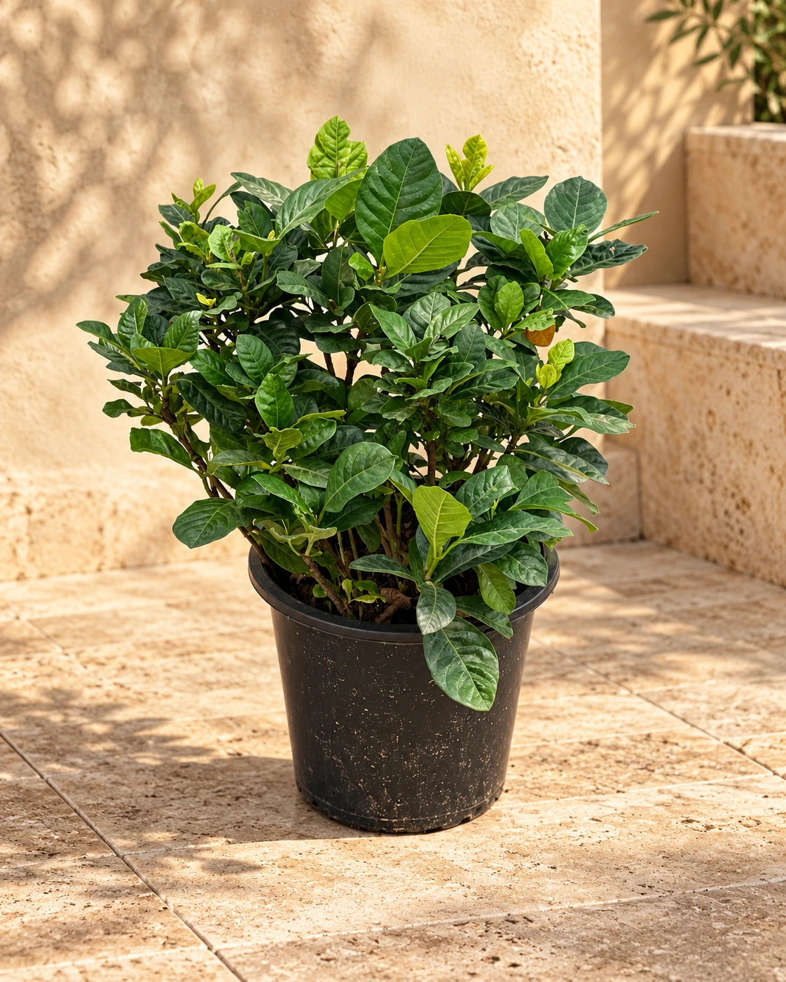 Gardenia