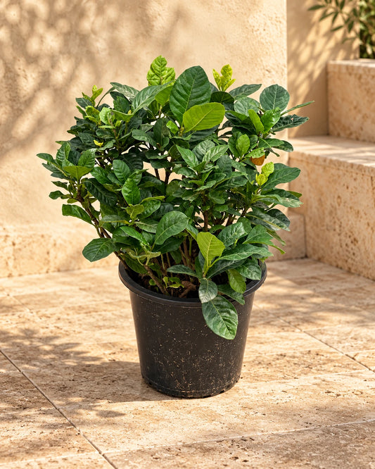 Gardenia