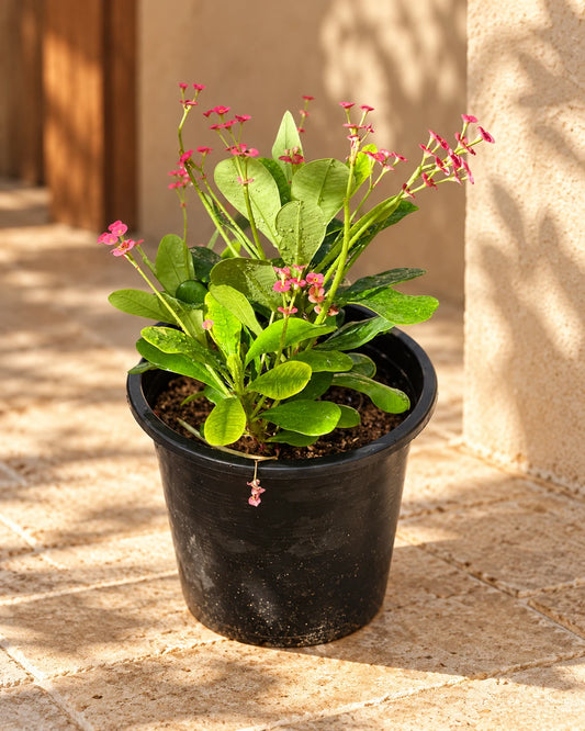 Euphorbia Milli (Crown Of Thorns)