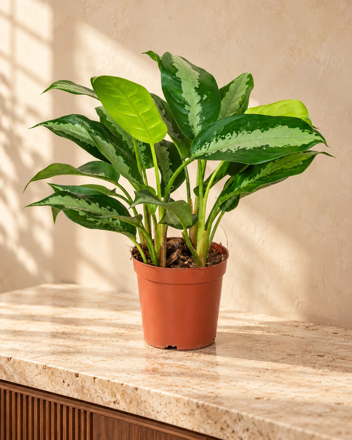 Aglaonema Pattaya Beauty