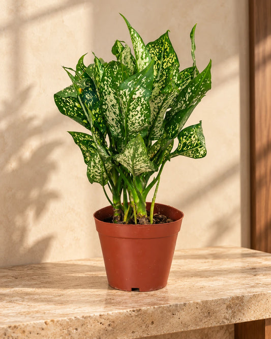 Aglaonema Maria (Chinese Evergreen)