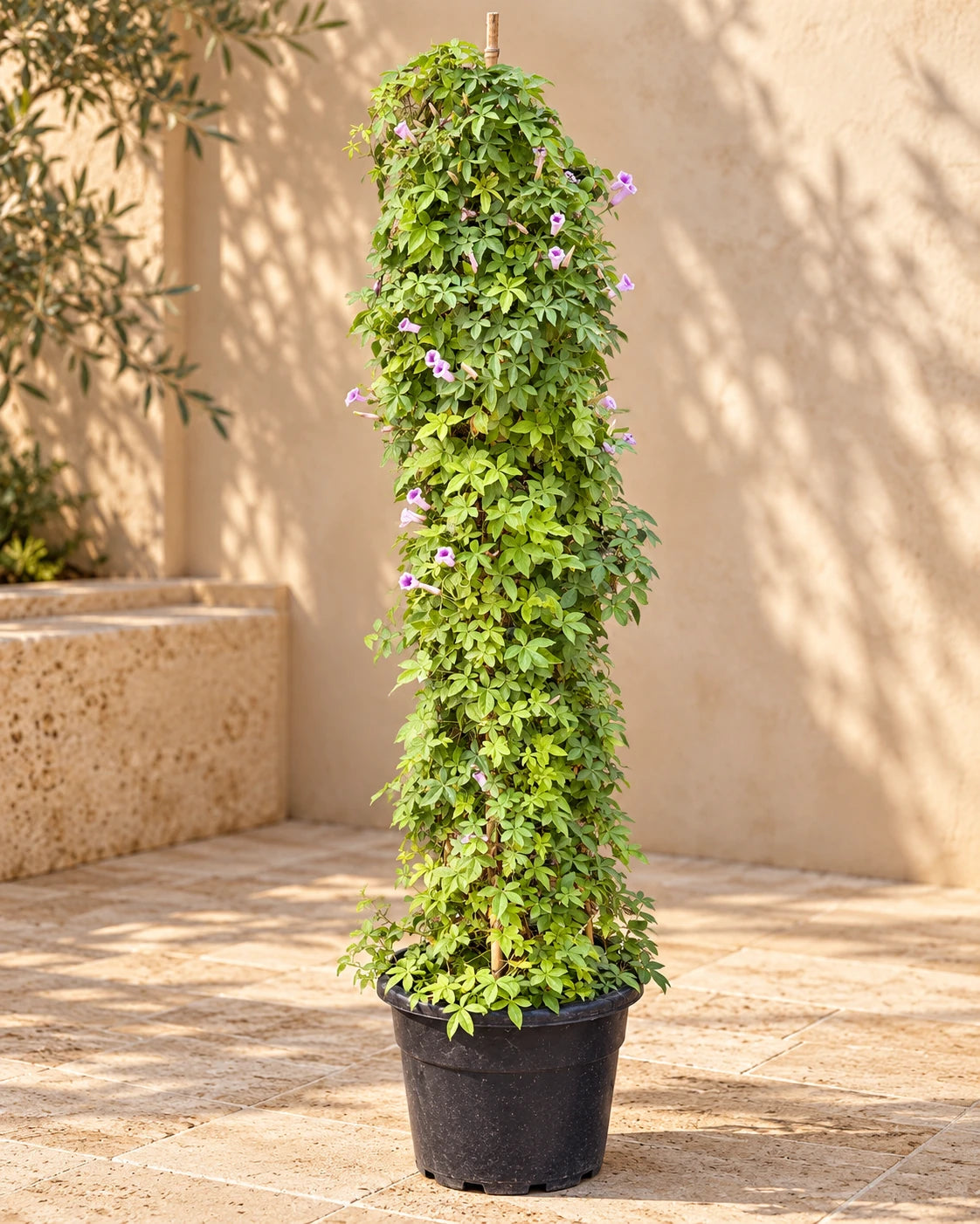 Ipomoea Climber