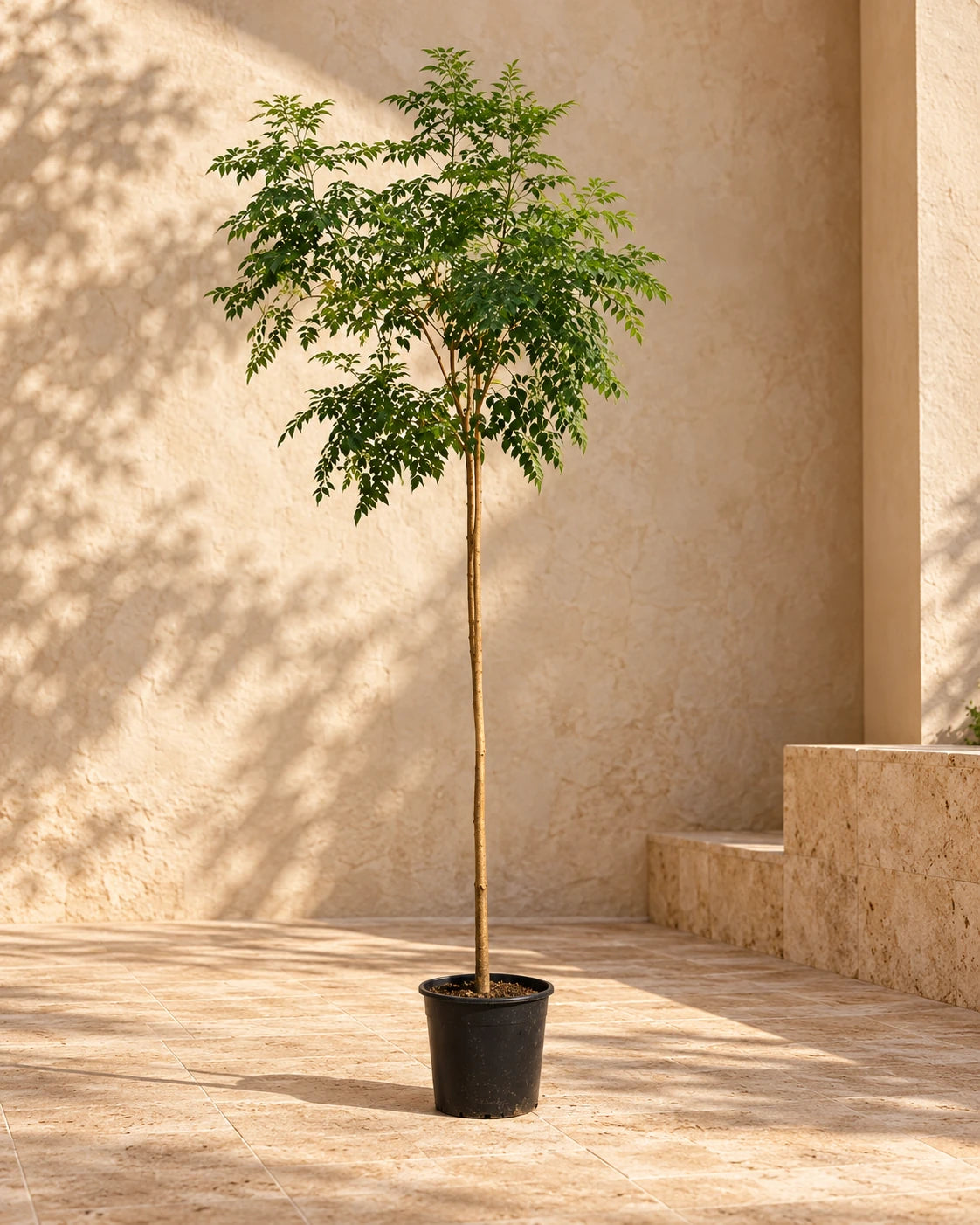 Millingtonia Hortensis(Tree Jasmine)