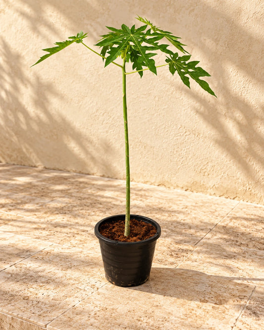 Papaya Tree