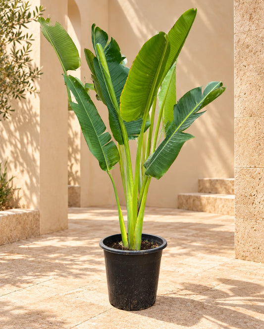 Traveller's Palm