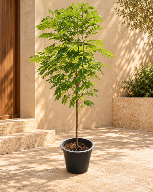 Sunshine Tree Best Air Purifying Plants in Dubai