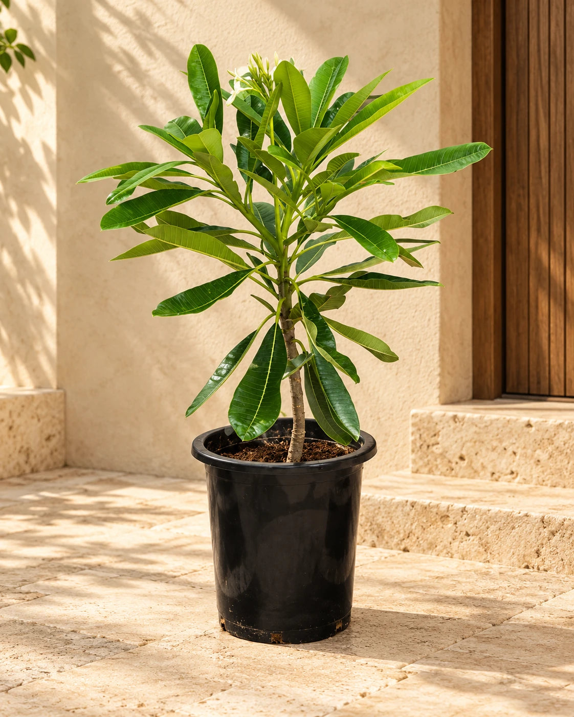 Frangipani Tree