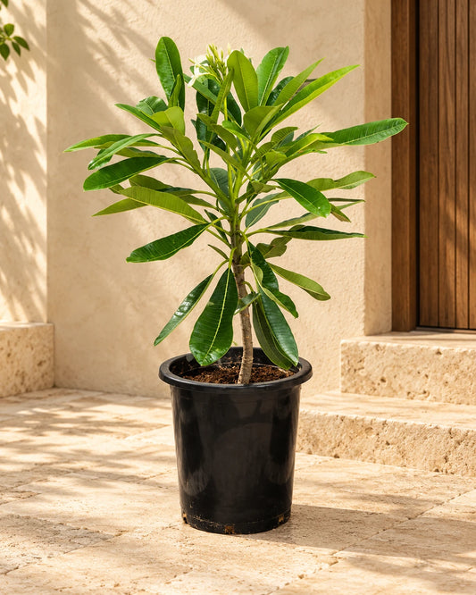 Frangipani Tree