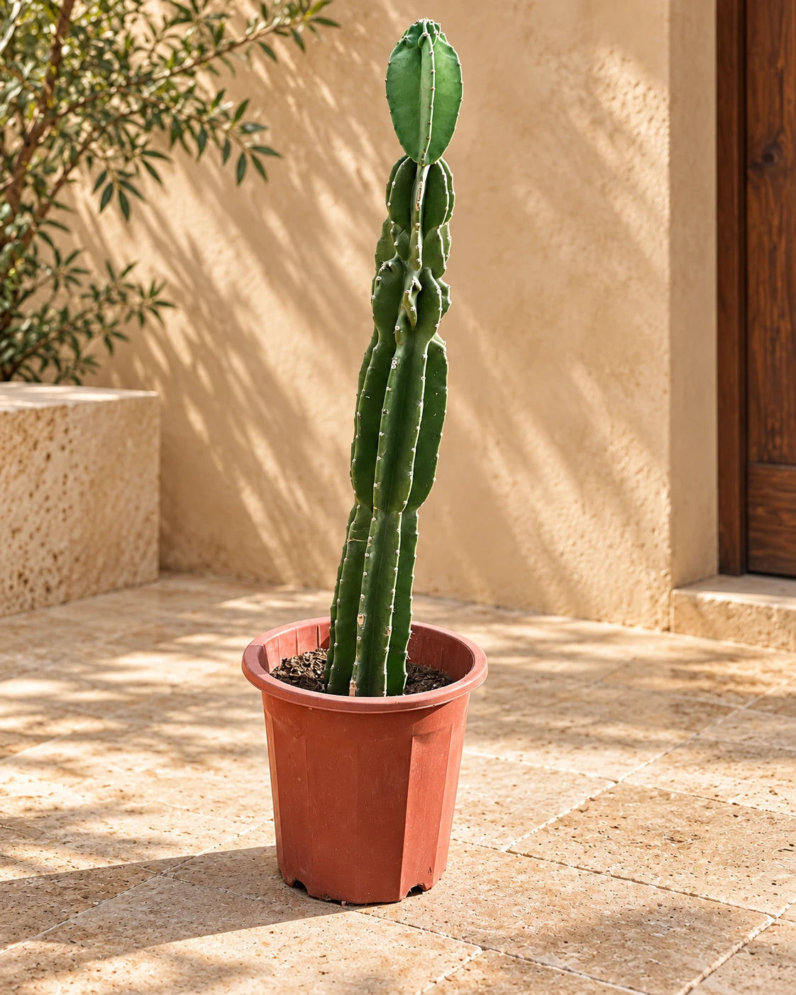 Peruvian Apple Cactus