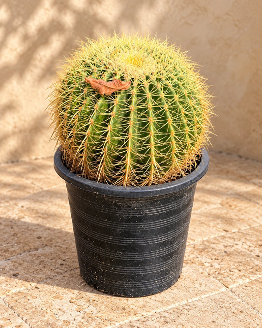 Golden Barrel Cactus