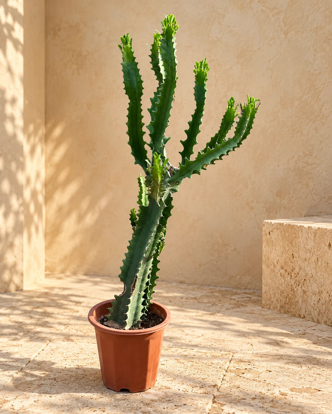 Candelabra Cactus