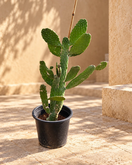 Bunny Ears Cactus ( Barbary Fig )