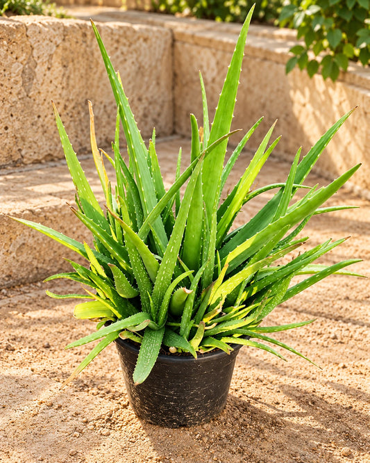 Aloe Vera