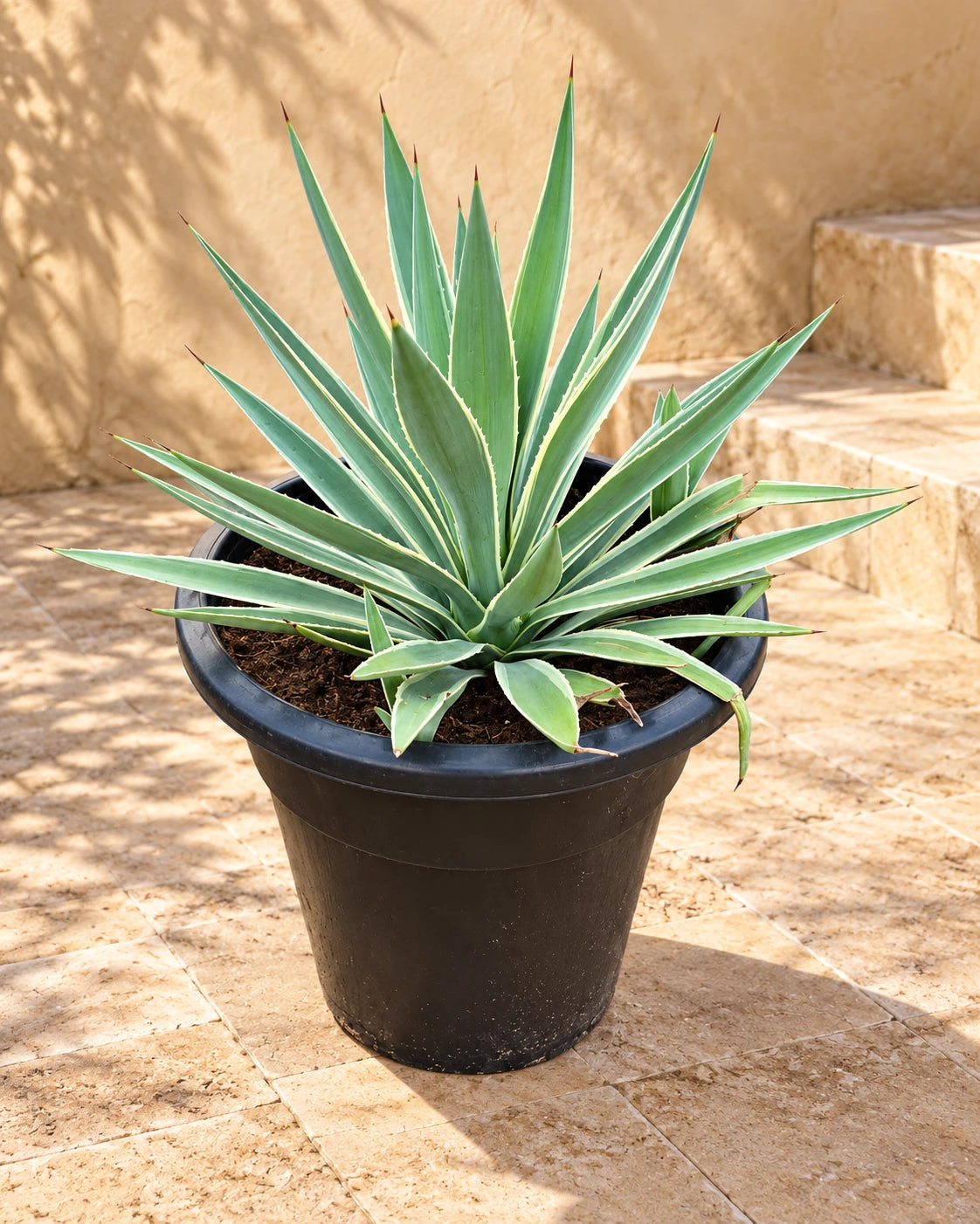 Agave