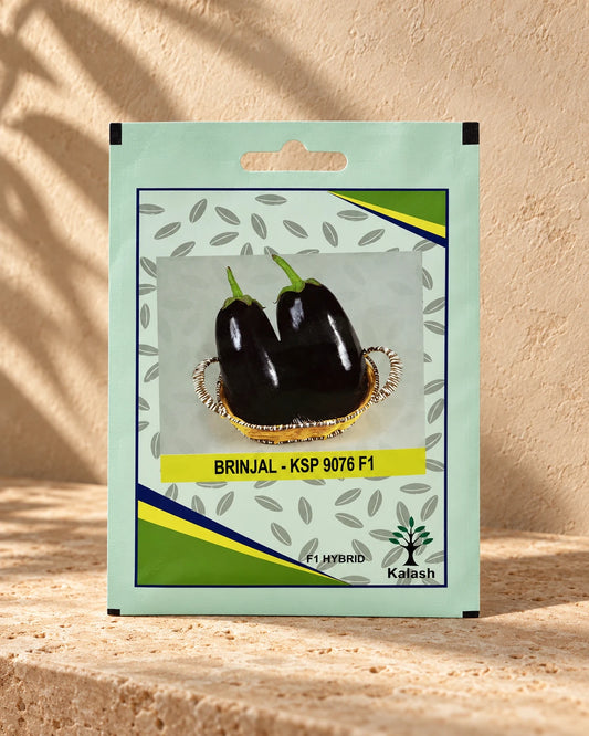 Eggplant | Seeds