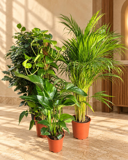 Tropical Oasis