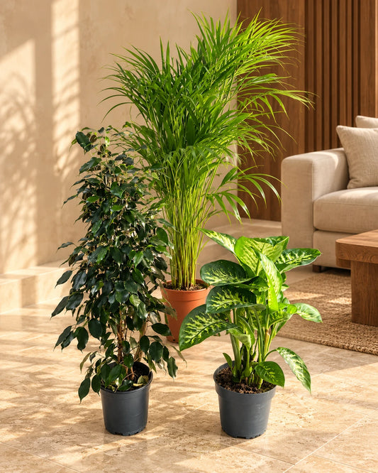 Popular indoor plants in Dubai