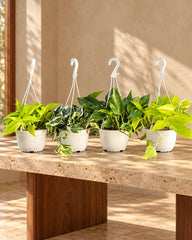 Philodendron Dream Team
