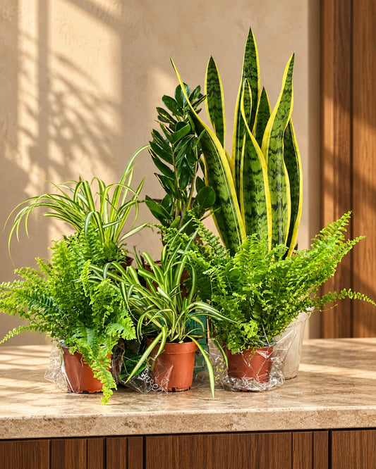 Workspace Plant Bundle