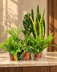 Workspace Plant Bundle
