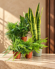 Eco friendly plants house in Dubai - Breath of Fresh Air
