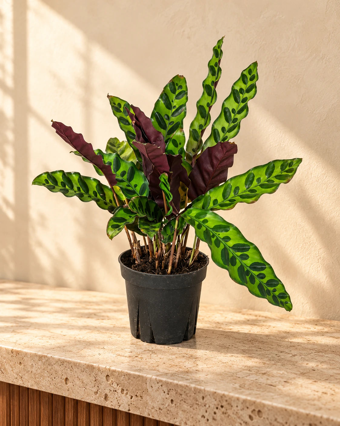 Calathea Lancifolia