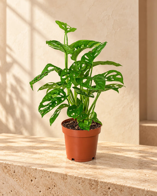 Monkey Monstera-Monstera Adansoni