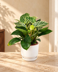 Philodendron Birkin