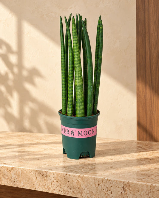 Snake Plant Cylindrica