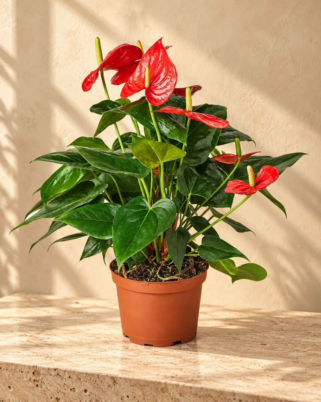 Flamingo Plant