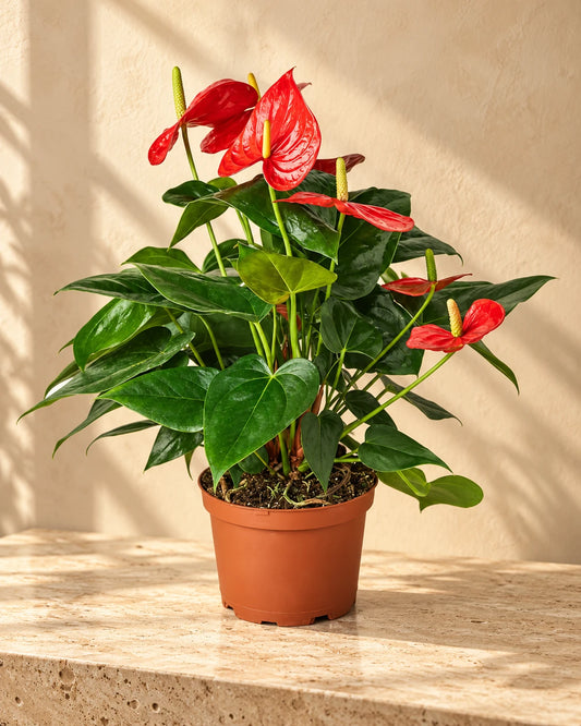 Flamingo Plant