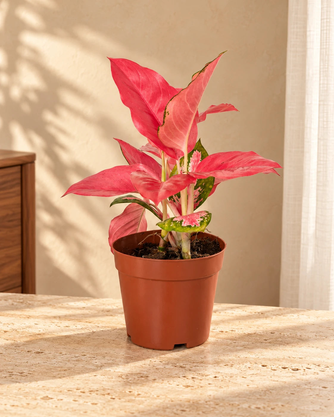 Aglaonema Pink