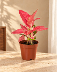 Aglaonema Pink