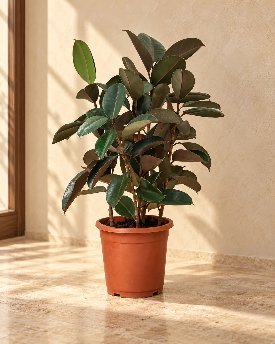 Rubber Plant