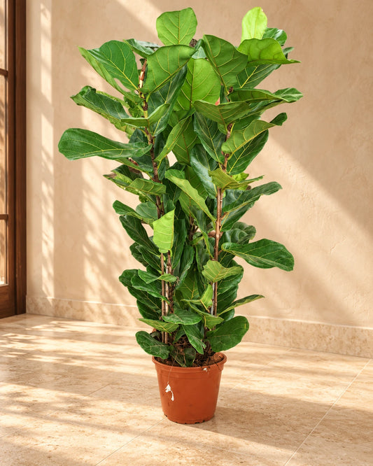 Fiddle leaf Plant