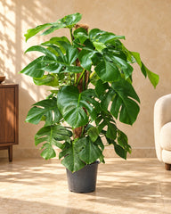 Monstera deliciosa (Swiss Cheese Plant)