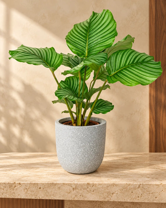 Calathea Orbifolia
