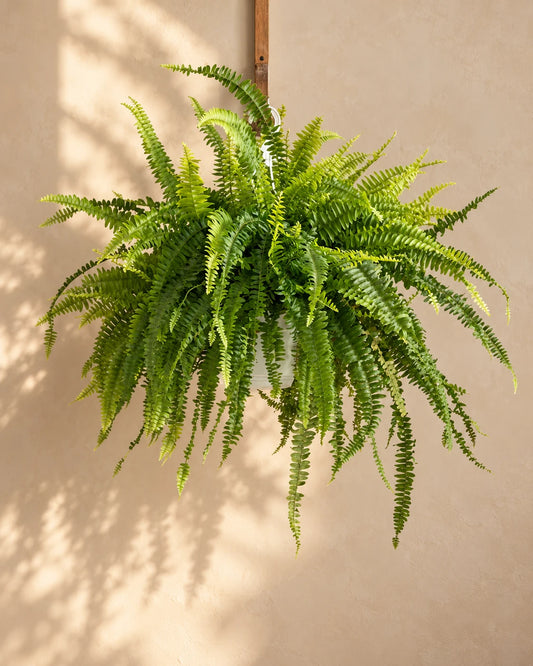 Boston Fern