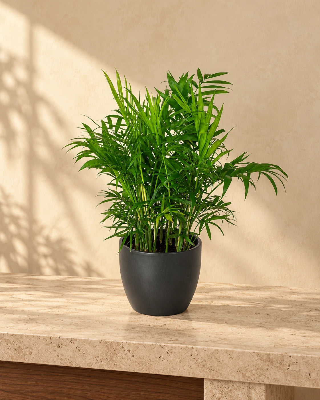 Parlor Palm