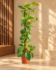 Money Plant