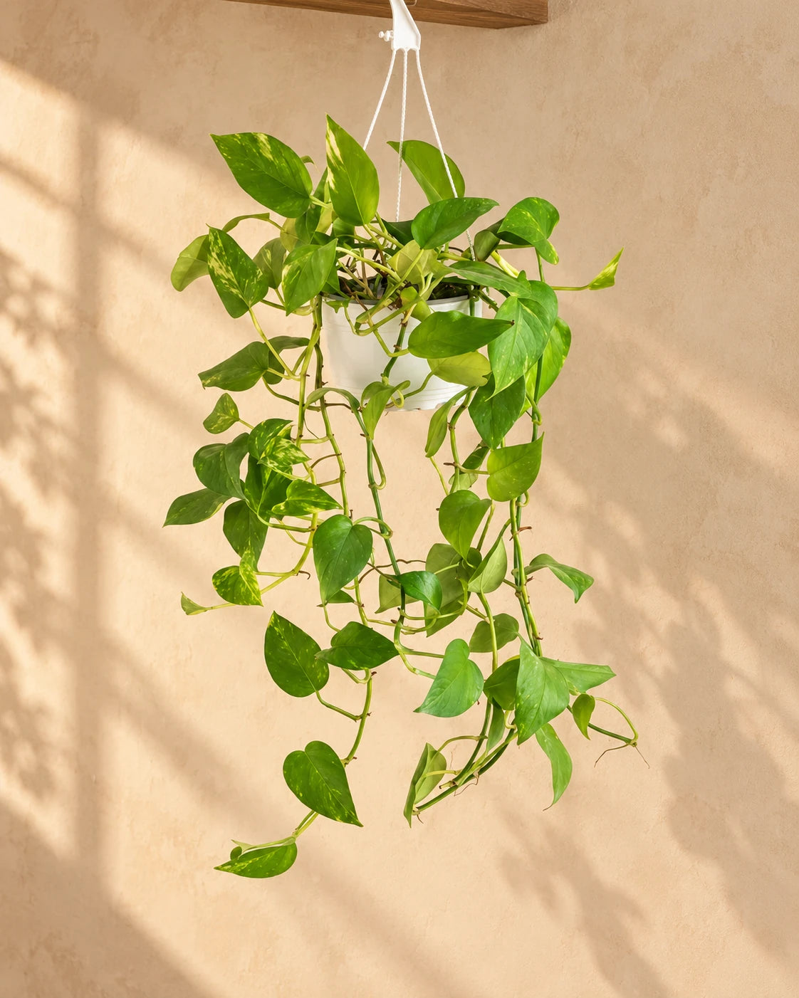 Hanging Money Plant