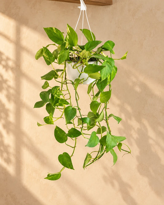 Hanging Money Plant