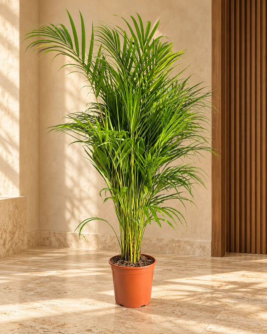 Areca Palm Indoor Tree( HOLLAND )